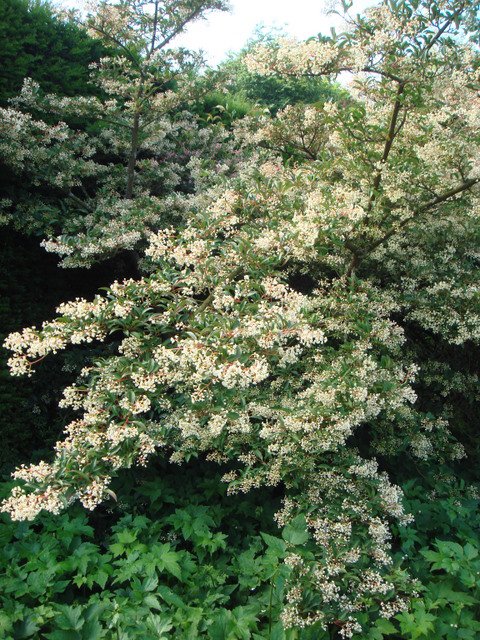 Viburnum x hillierii 'Winton'
